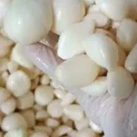 ترشی سیر درجه یک