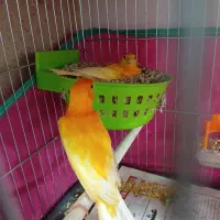 قناری قرمز قدیمی