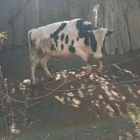 گوساله نر جوانه