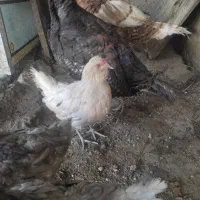 مرغ زینتی ارکانا تخم گذار