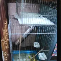 قفس طوطی هر سایز|لوازم جانبی حیوانات|قائم‌شهر, |دیوار