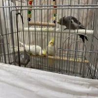 عروس هلندی|پرنده|کبودرآهنگ, |دیوار