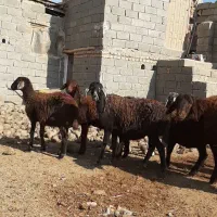 گوسفند بره طخلی ماده افشار و قره قزل اصل.|حیوانات مزرعه|فردیس, دهکده|دیوار