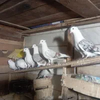 خرمشهر دوکت