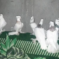 طوقی فروشی|پرنده|کهنوج, |دیوار
