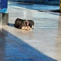 سگ ماده