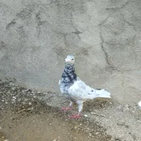 کبوتر نر نامه بر