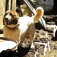 سگ سگ سگ|حیوانات|کیار, |دیوار