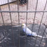 مرغ عشق