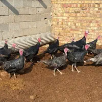 بوقلمون|پرنده|بشاریات, |دیوار