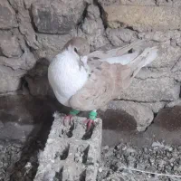 ساده هفت رنگ