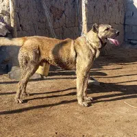 واگذاری سگ سرابی