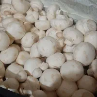 قارچ درجه یک|خوردنی و آشامیدنی|خوی, |دیوار