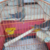 عروس هلندی|پرنده|تهران, مسعودیه|دیوار