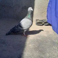 سبز ترک دار