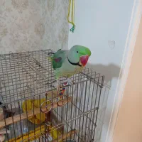 شاه طوطی سخنگو