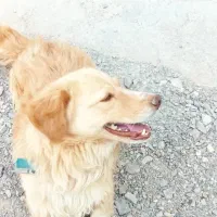 سگ پاکوتاه