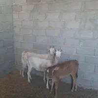 بزسانن شیری جوان