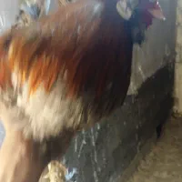 خروس سلطان
