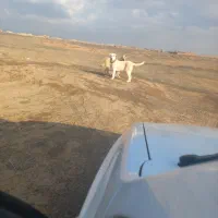 سگ سرابی اصیل شیش ماه