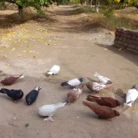 کبوتر|پرنده|مرند, |دیوار