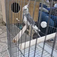 عروس هلندی نر
