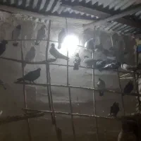 کفتر اصیل کاشان