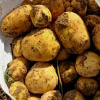 فروش سیب زمینی