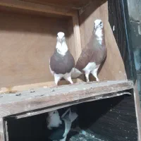 کفتر دارم سی معاوضه و نقد