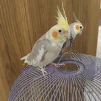 عروس هلندی|پرنده|هشتگرد, ینگی امام|دیوار