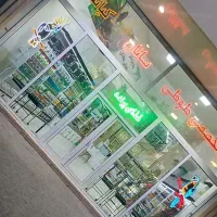 خریدار و فروشنده انواع طوطی سان در نیشابور|پرنده|نیشابور, هفده شهریور|دیوار
