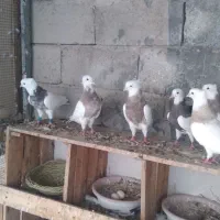 کبوتر طوقی