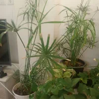 گل نخل مرداب وپتوس|گل و گیاه طبیعی|سبزوار, جوادیه غربی|دیوار