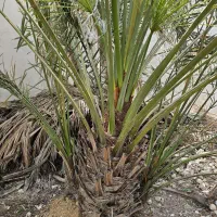 پاجوش نخل برحی اصلی بزرگ و رسیده