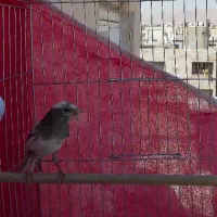 قناری نر مست معاوضه با دوتا جوجه قناری