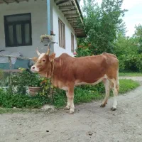 لیشه چالوسی اصل.گاو