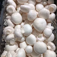 قارچ درجه ۱ممتاز