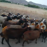 40راس گوسفند یا میش داشتی جوان ابستن