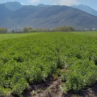 سرکارگر امور کشاورزی از صفر تا صد