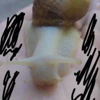 حلزون آلبینو مولد وسالم