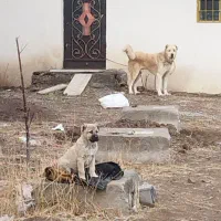 واگزاری توله سرابی نر 2 ماهه اصل|سگ|اردبیل, |دیوار