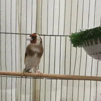 ماده سهره ۵ دانگ قلمی درشت ۳ ساله صاف بیای لر