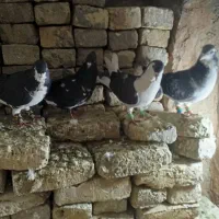 کفترساده سیاه ه ساده مگسی وقره سینه