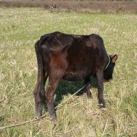 گاو با گوساله ماده|حیوانات مزرعه|صومعه‌سرا, |دیوار