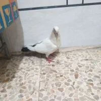 یک عدد کبوتر دمبی نر درشت.و هیکلی مست وعکسش