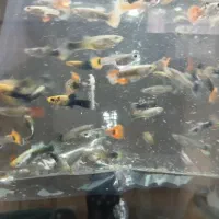 ماهی گوپی|ماهی|فردیس, خیام شرقی|دیوار