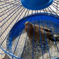 جفت کفترک تخم و جوجه ای