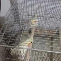 یک جفت عروس هلندی مولد همراه با جوجه