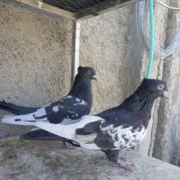 کبوتر جفتی و تکی|پرنده|مرودشت, نقش رستم|دیوار