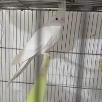 عروس هلندی آلبینو|پرنده|مشهد, کشف|دیوار